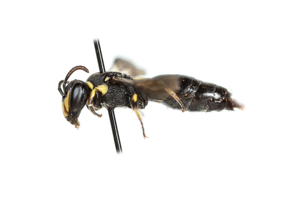 Hylaeus trinotatus (Pérez, 1895)