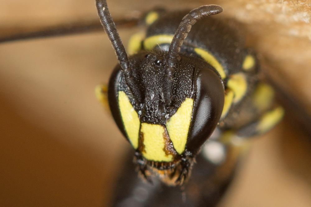 Hylaeus trinotatus (Pérez, 1895)