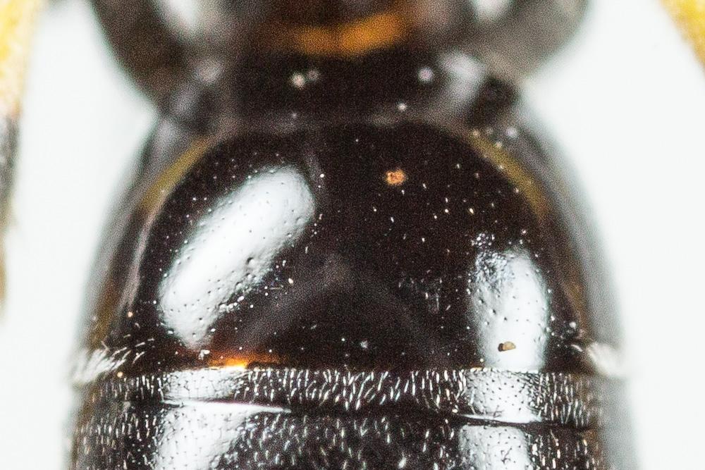 Hylaeus trinotatus (Pérez, 1895)
