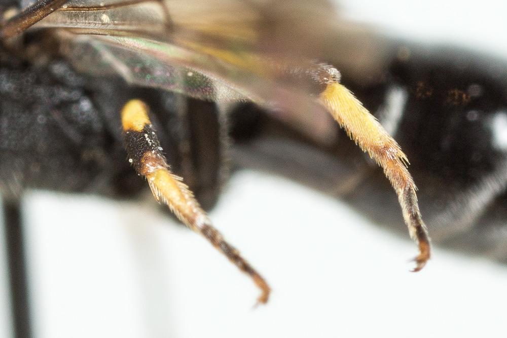 Hylaeus trinotatus (Pérez, 1895)
