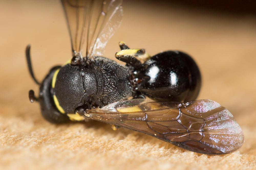 Hylaeus trinotatus (Pérez, 1895)