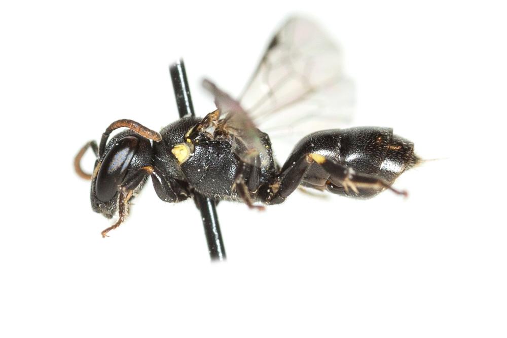 Hylaeus taeniolatus Förster, 1871
