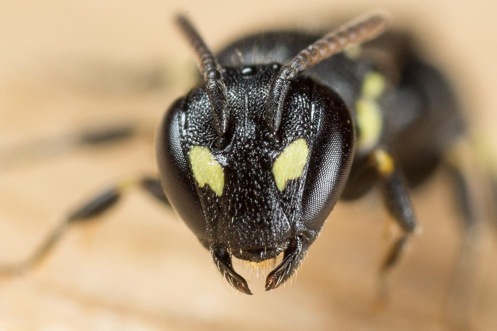 Hylaeus taeniolatus Förster, 1871