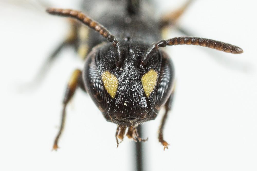Hylaeus taeniolatus Förster, 1871