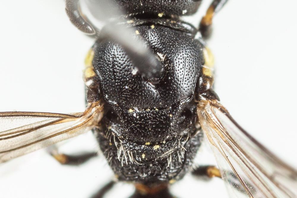 Hylaeus taeniolatus Förster, 1871