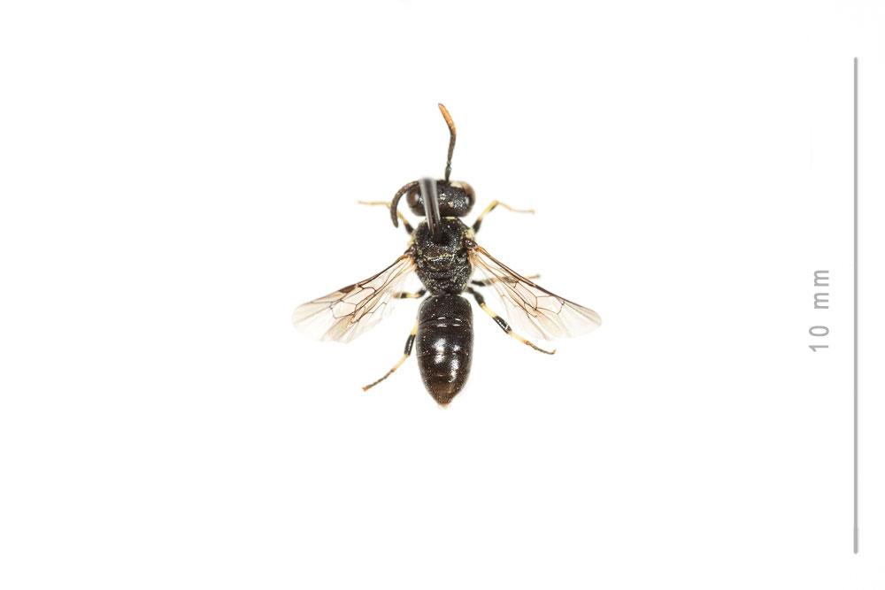 Hylaeus sinuatus (Schenck, 1853)