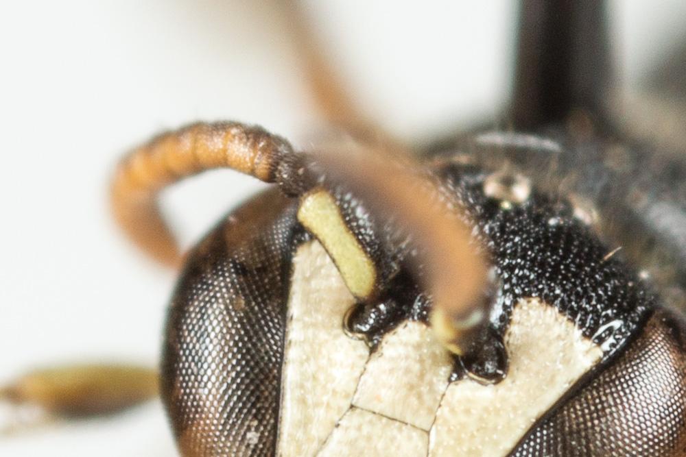 Hylaeus sinuatus (Schenck, 1853)