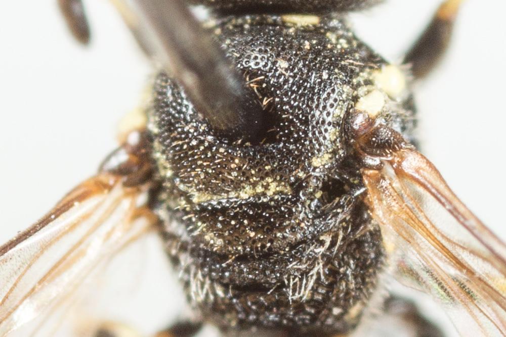 Hylaeus sinuatus (Schenck, 1853)
