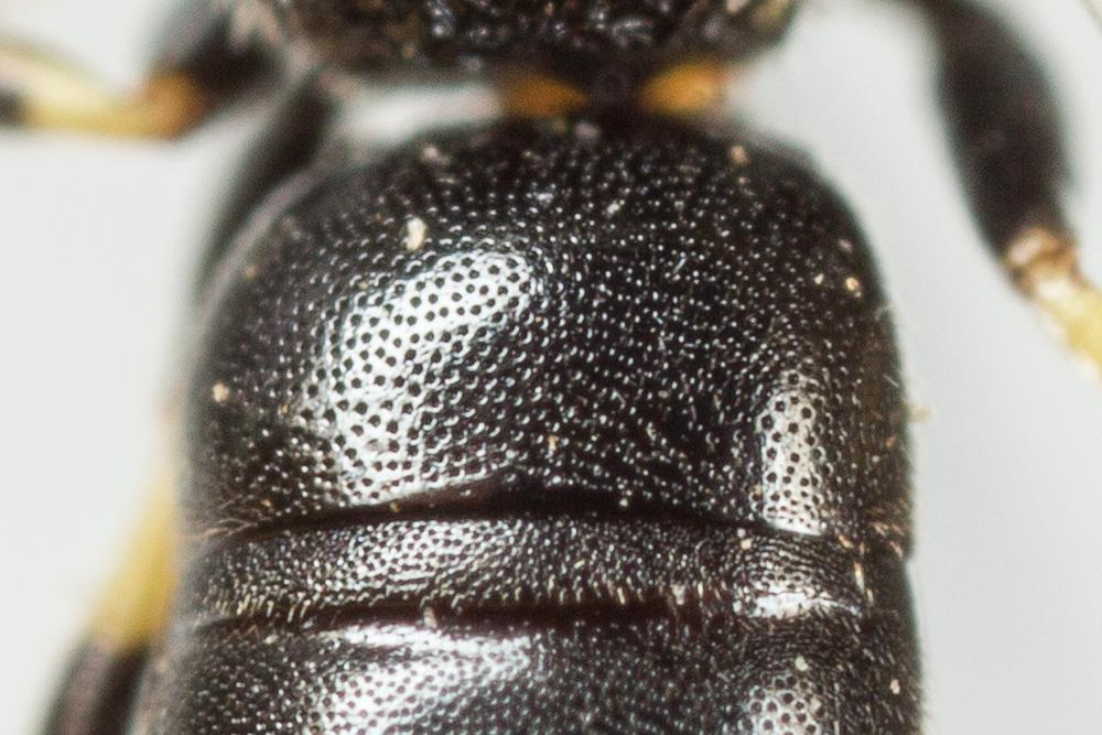 Hylaeus sinuatus (Schenck, 1853)