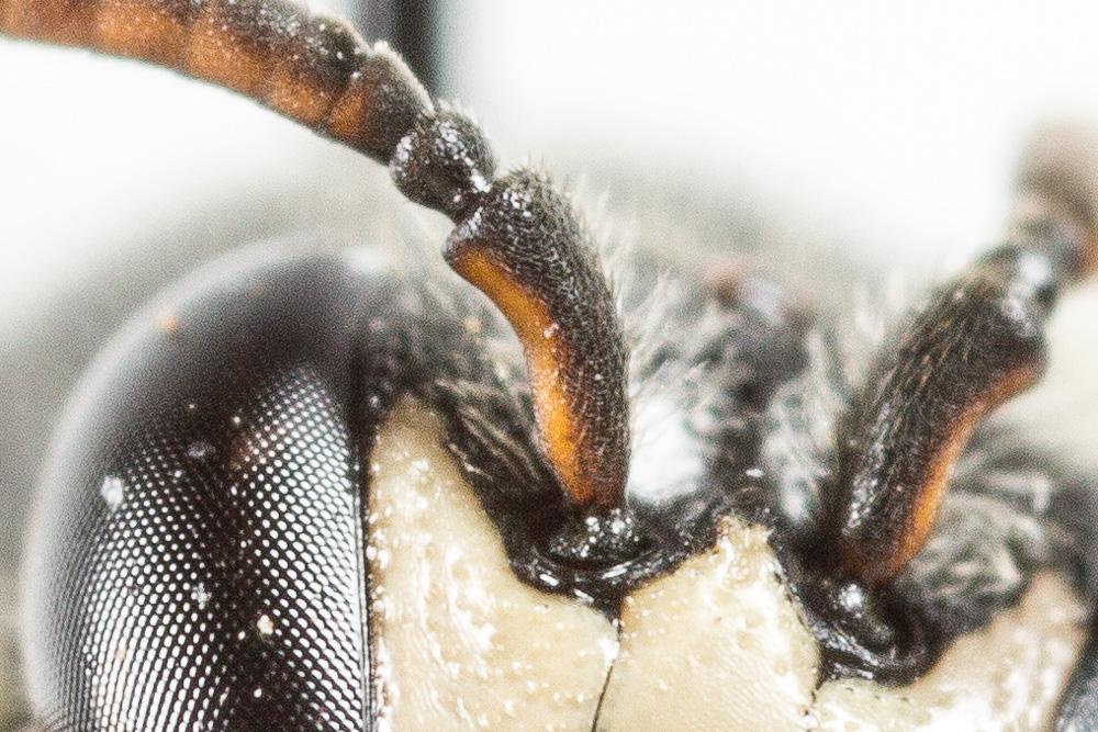 Hylaeus signatus (Panzer, 1798)