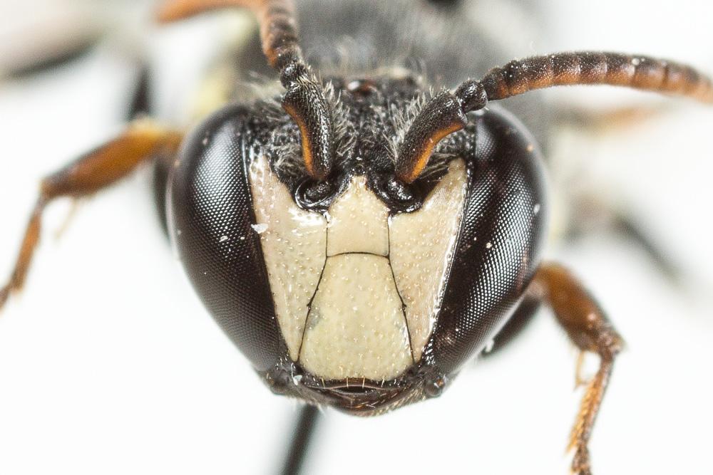 Hylaeus signatus (Panzer, 1798)