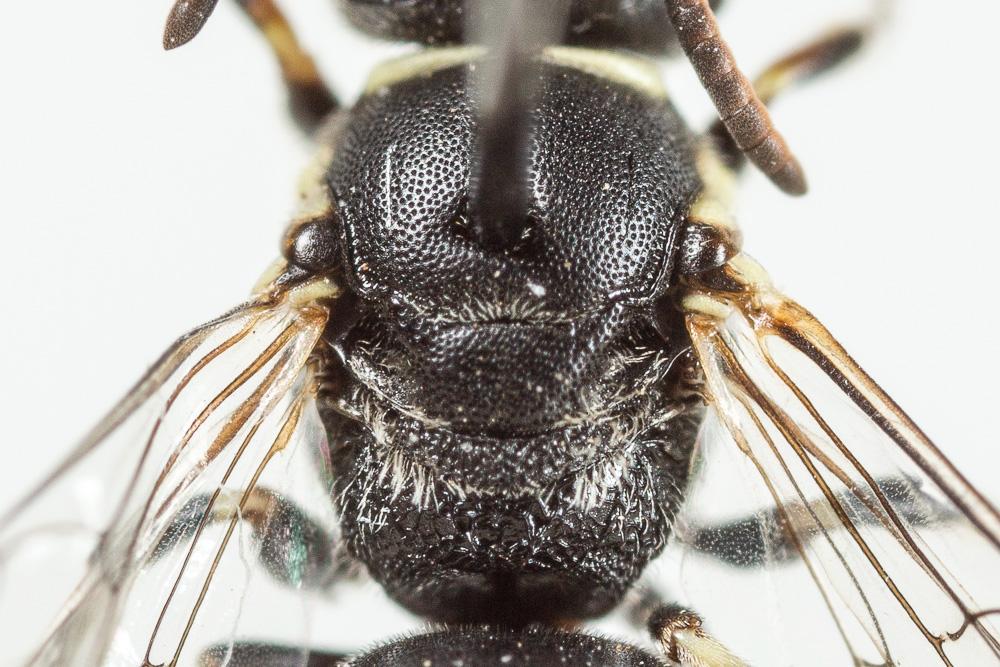 Hylaeus signatus (Panzer, 1798)