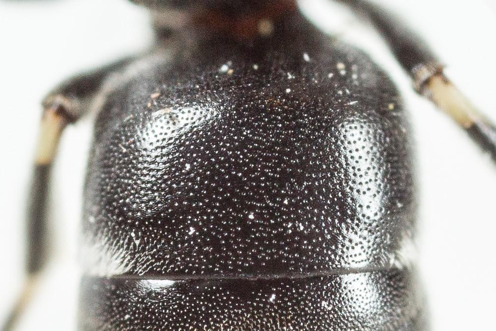 Hylaeus signatus (Panzer, 1798)