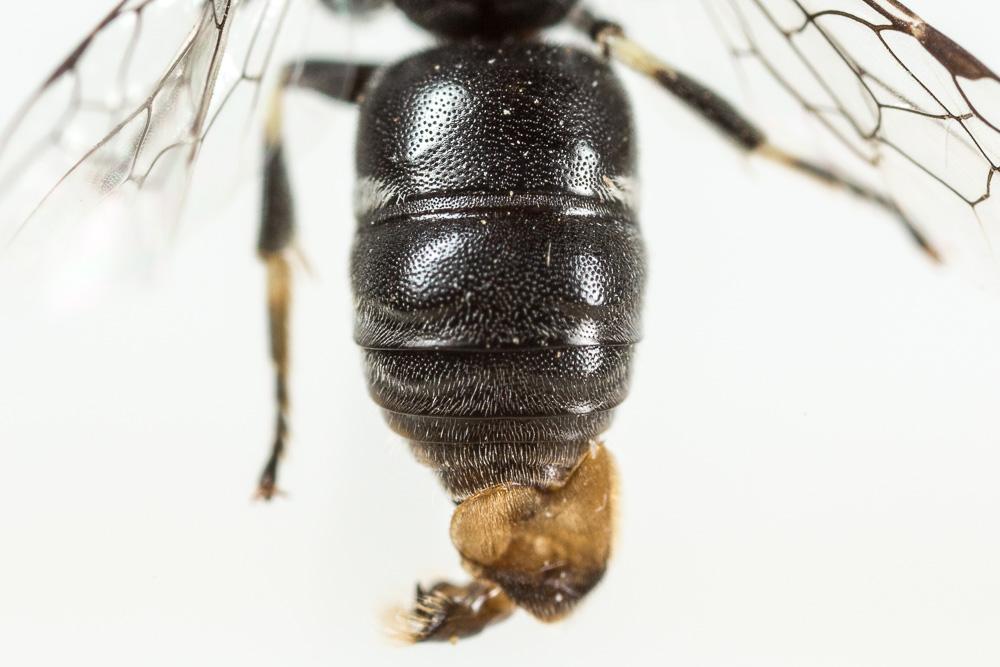 Hylaeus signatus (Panzer, 1798)