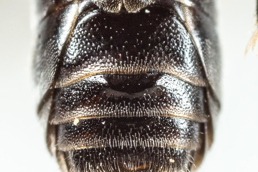 Hylaeus signatus (Panzer, 1798)