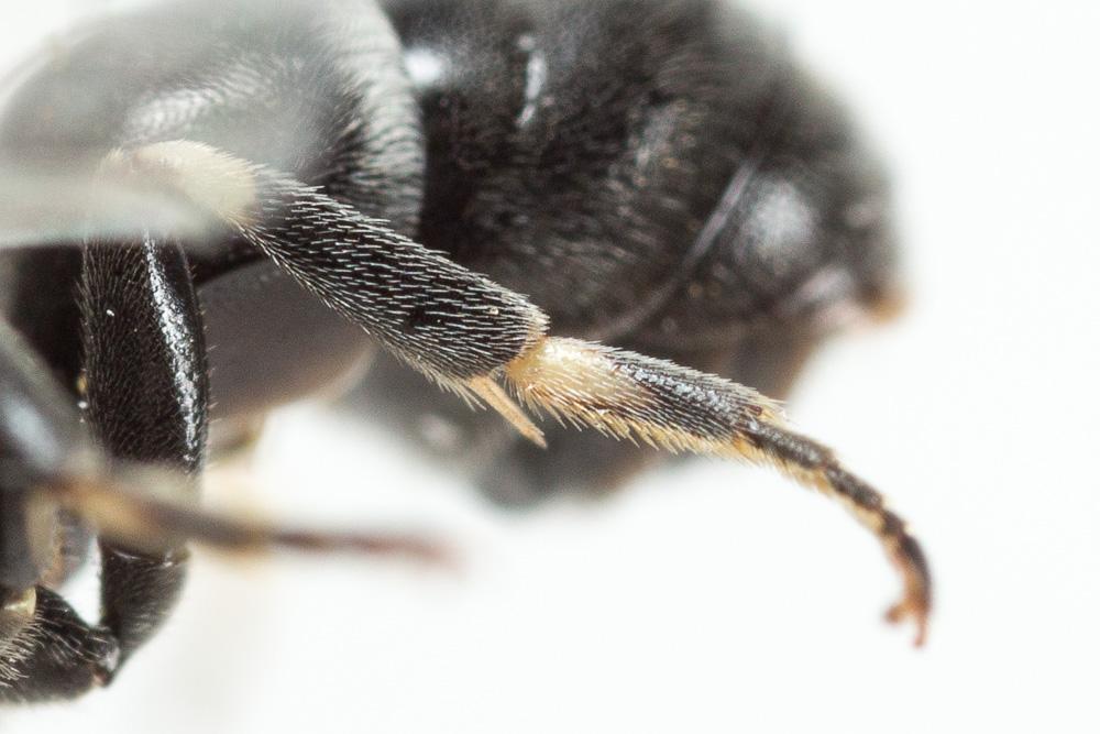 Hylaeus signatus (Panzer, 1798)