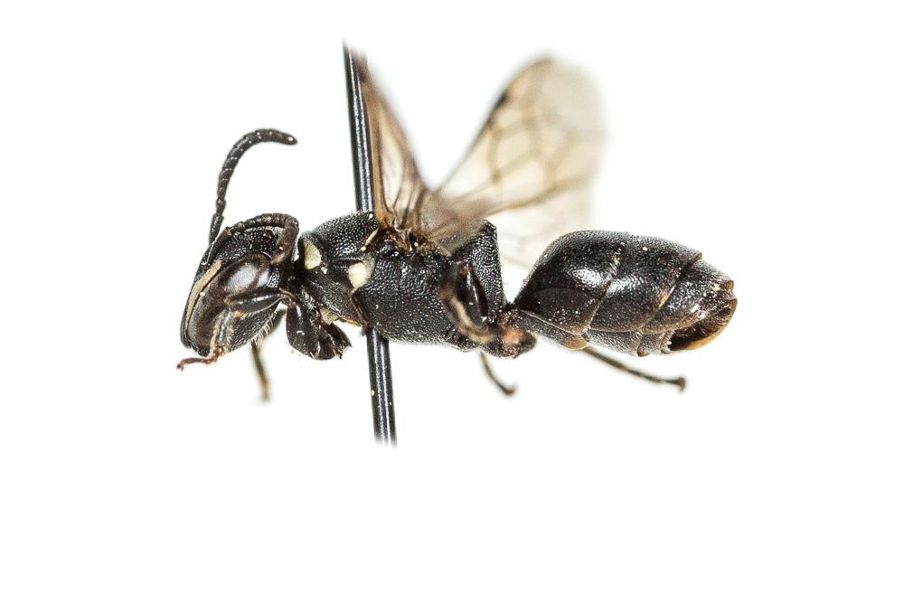 Hylaeus punctulatissimus Smith, 1842