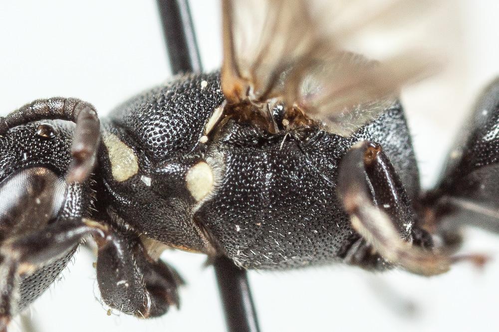 Hylaeus punctulatissimus Smith, 1842
