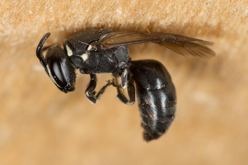 Hylaeus punctulatissimus Smith, 1842