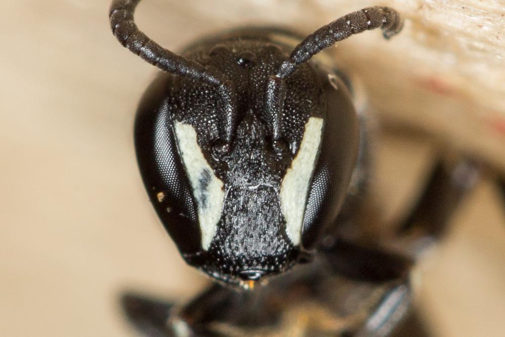 Hylaeus punctulatissimus Smith, 1842
