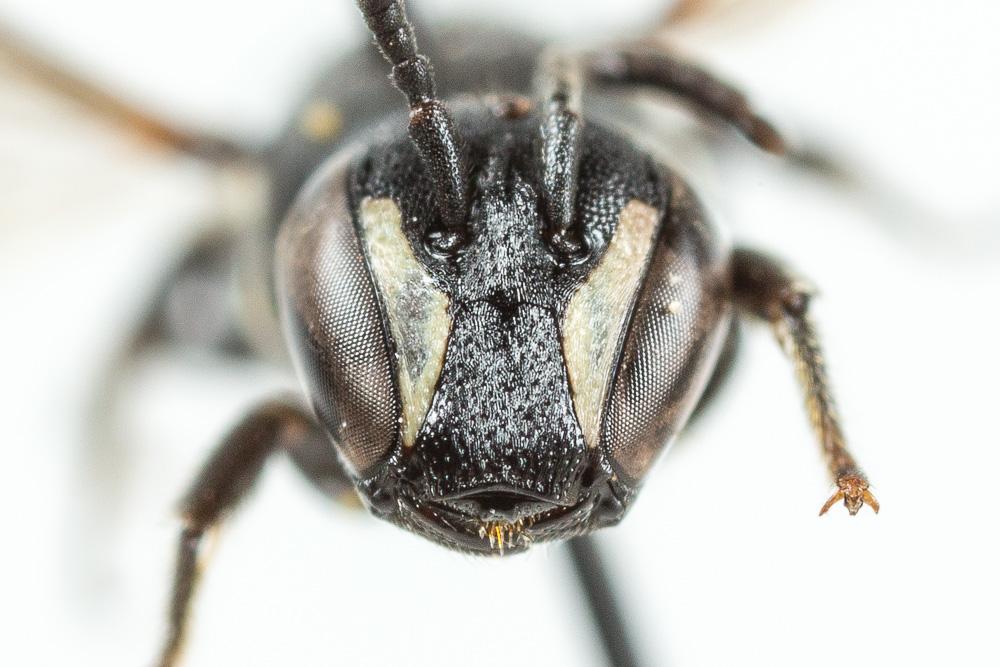 Hylaeus punctulatissimus Smith, 1842