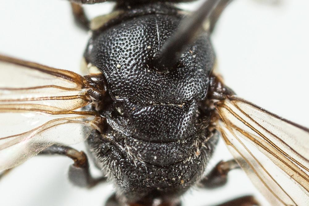 Hylaeus punctulatissimus Smith, 1842
