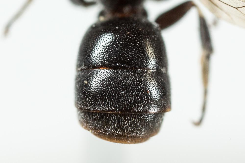 Hylaeus punctulatissimus Smith, 1842