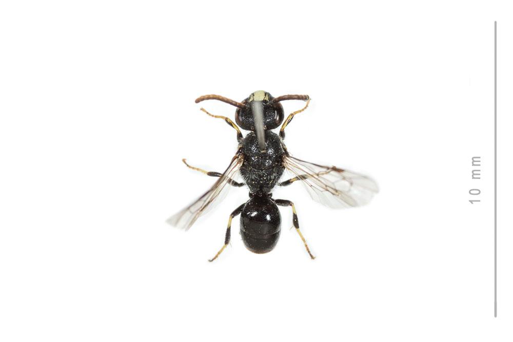 Hylaeus punctatus (Brullé, 1832)