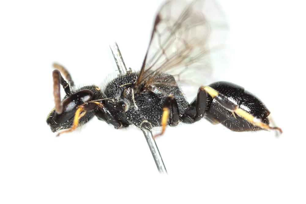 Hylaeus punctatus (Brullé, 1832)
