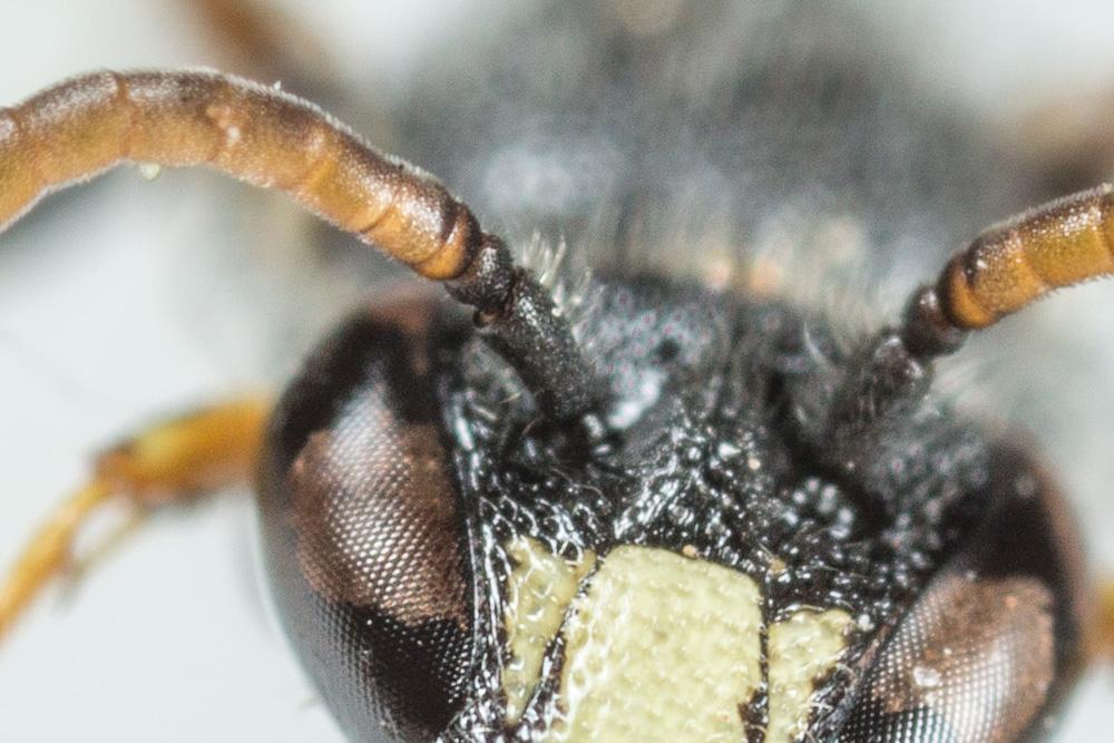 Hylaeus punctatus (Brullé, 1832)