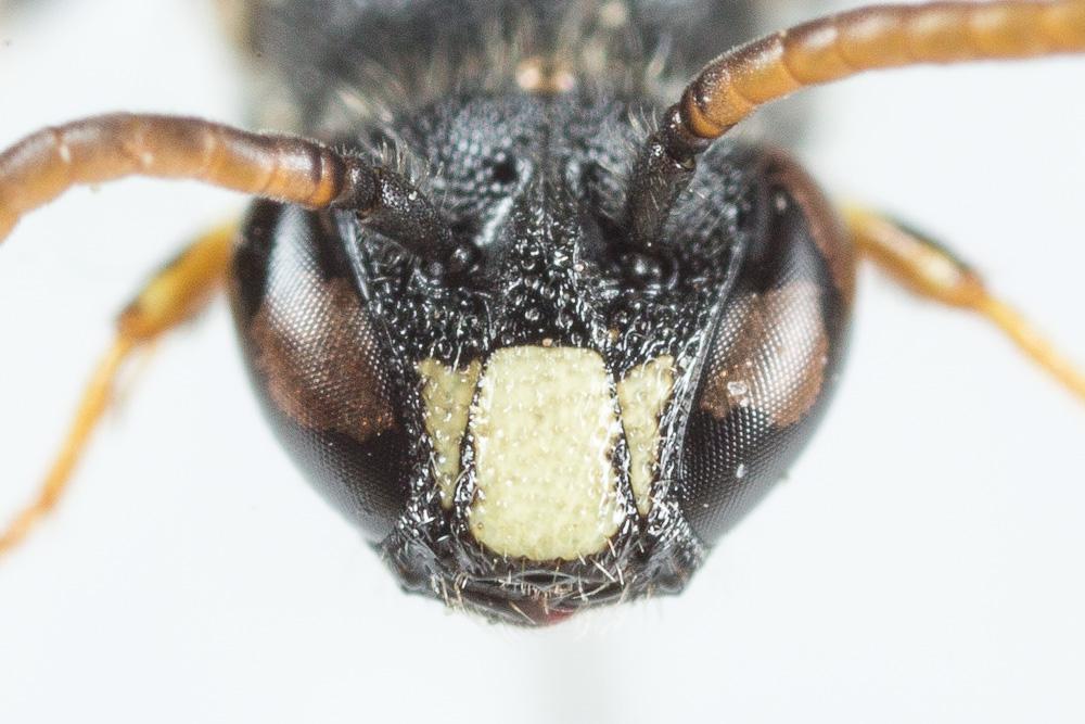 Hylaeus punctatus (Brullé, 1832)