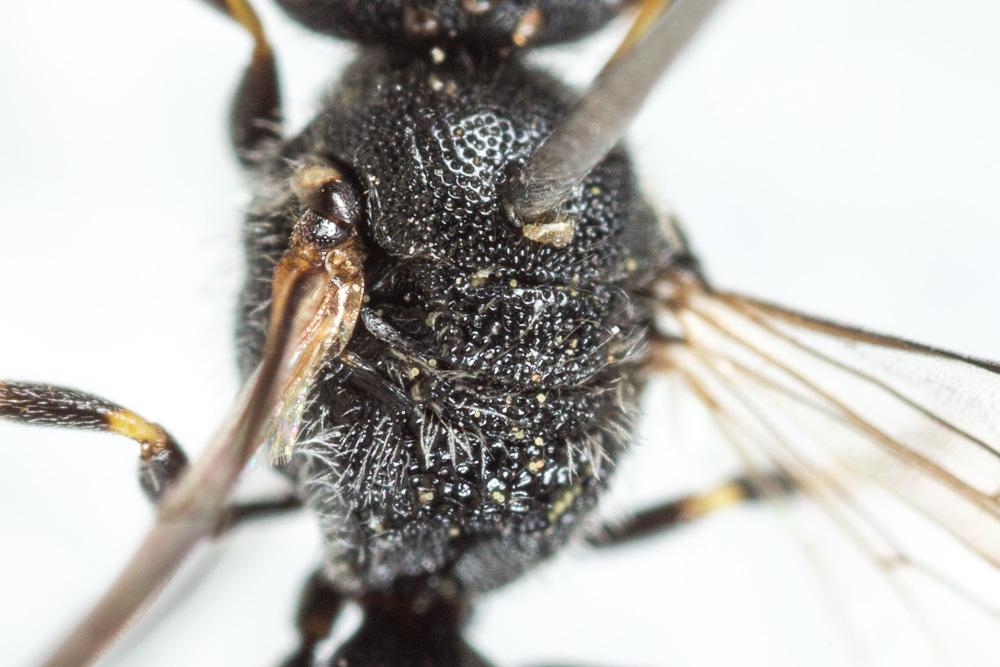 Hylaeus punctatus (Brullé, 1832)