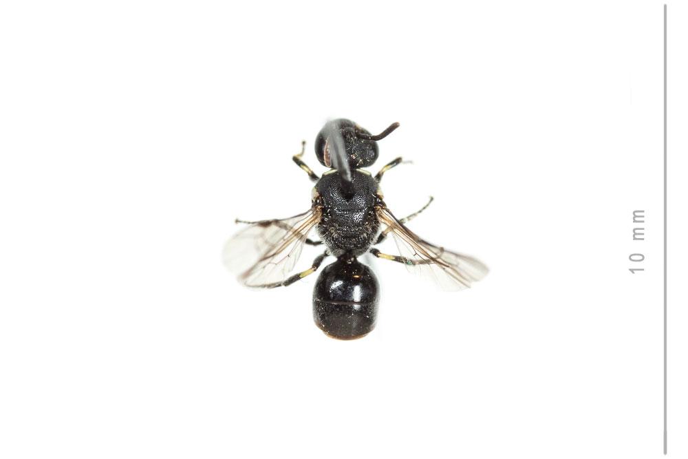 Hylaeus punctatus (Brullé, 1832)