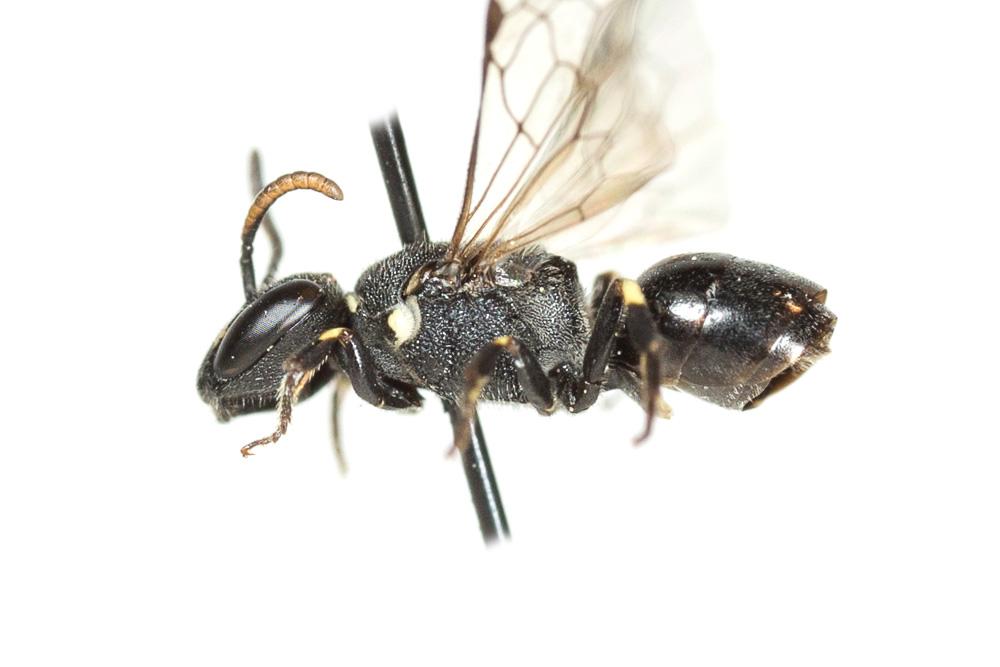 Hylaeus punctatus (Brullé, 1832)