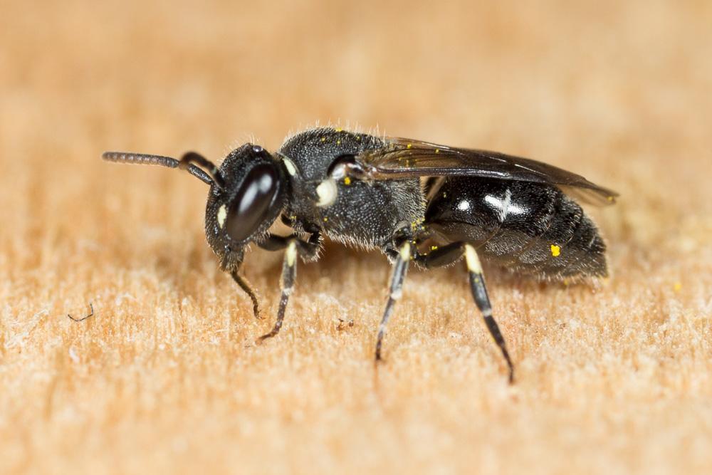 Hylaeus punctatus (Brullé, 1832)