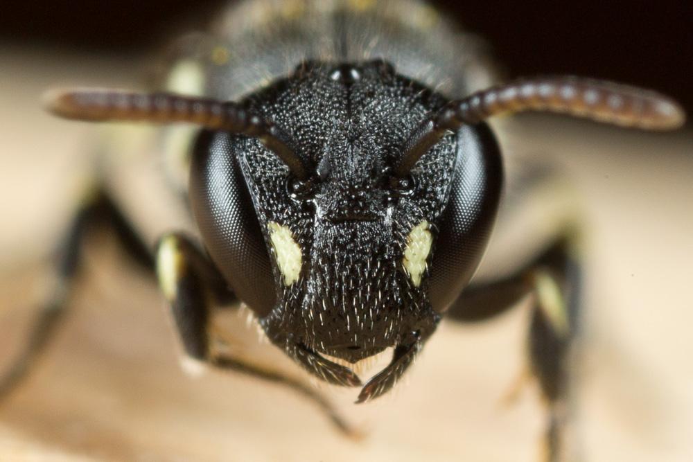 Hylaeus punctatus (Brullé, 1832)
