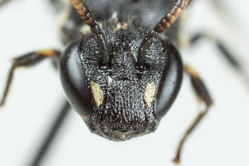 Hylaeus punctatus (Brullé, 1832)