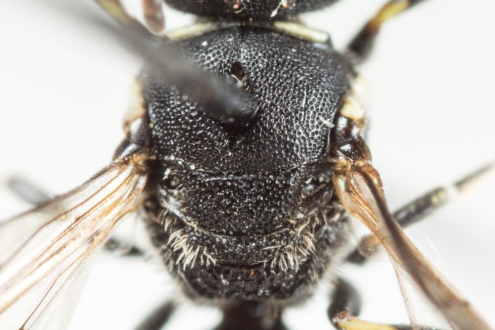 Le  Hylaeus punctatus (Brullé, 1832)
