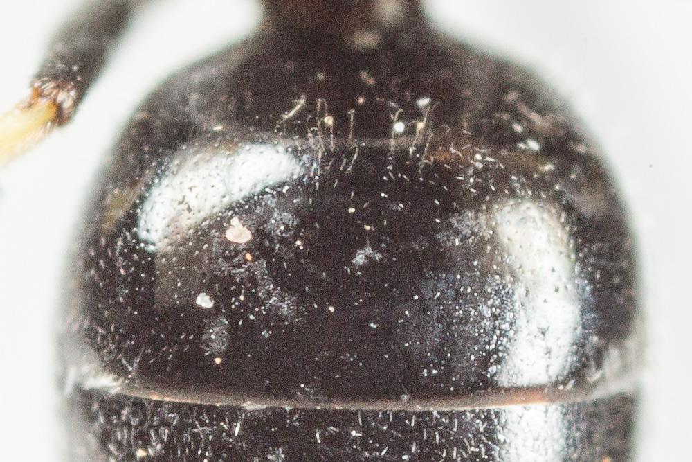 Hylaeus punctatus (Brullé, 1832)