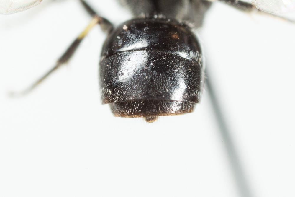 Hylaeus punctatus (Brullé, 1832)