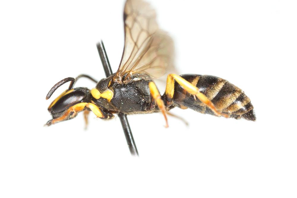 Hylaeus pictus (Smith, 1853)