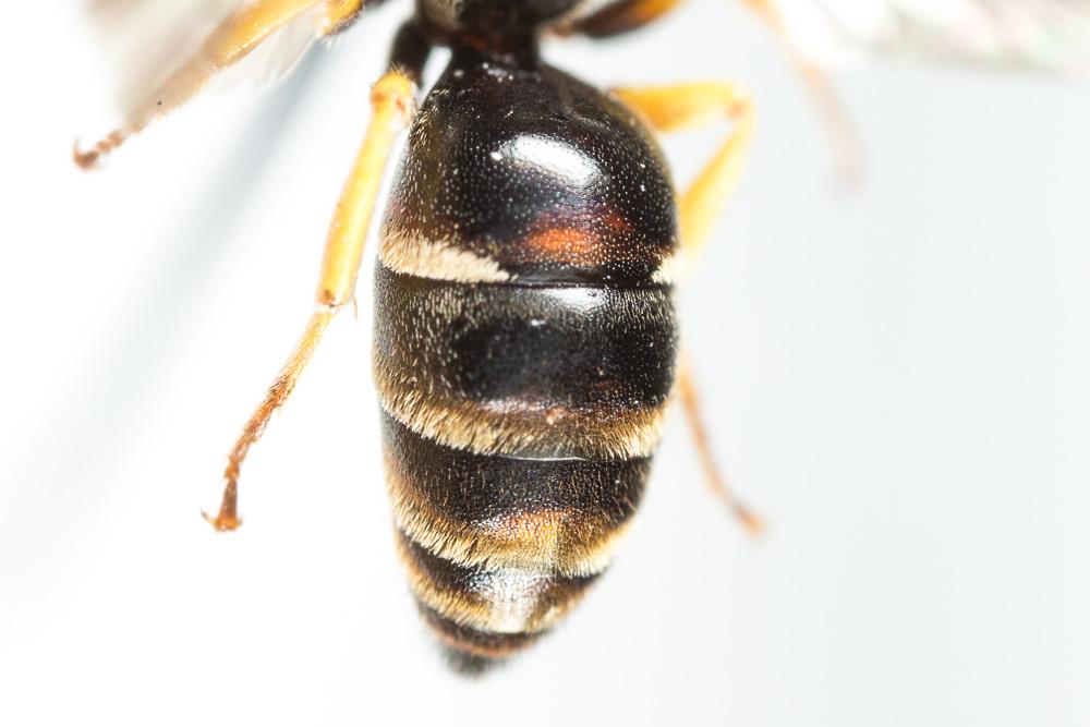 Hylaeus pictus (Smith, 1853)