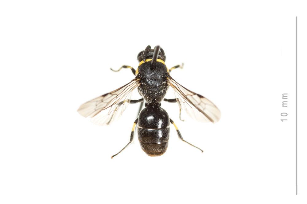 Hylaeus pictus (Smith, 1853)