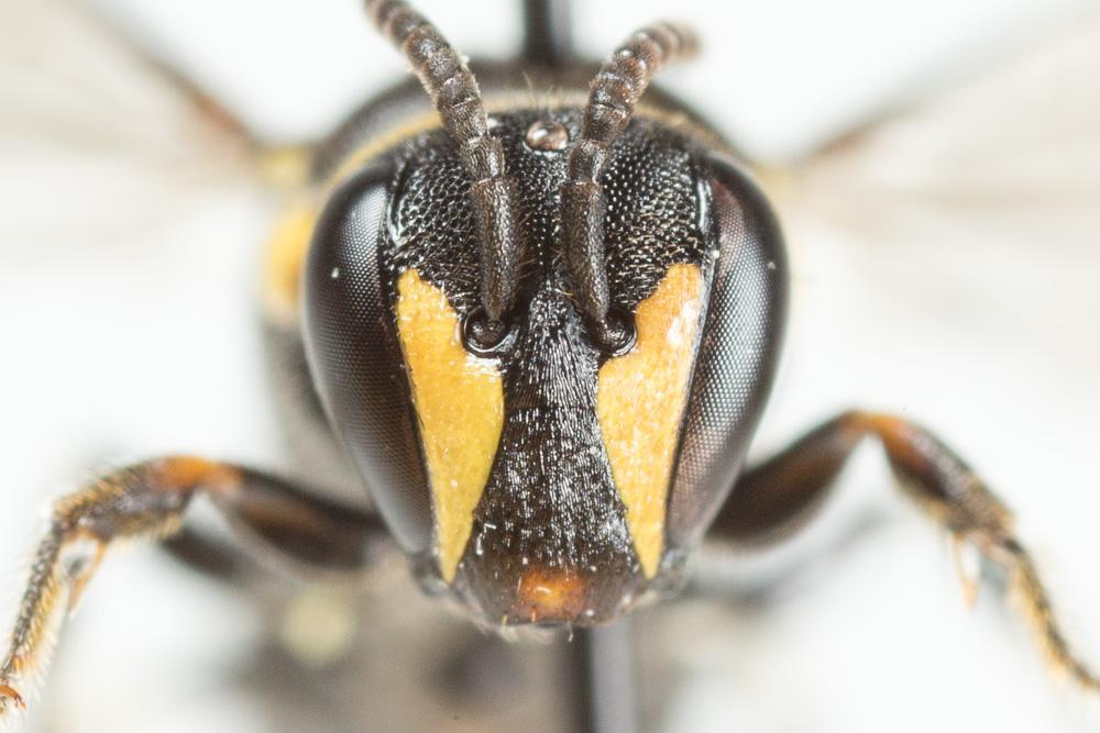 Hylaeus pictus (Smith, 1853)