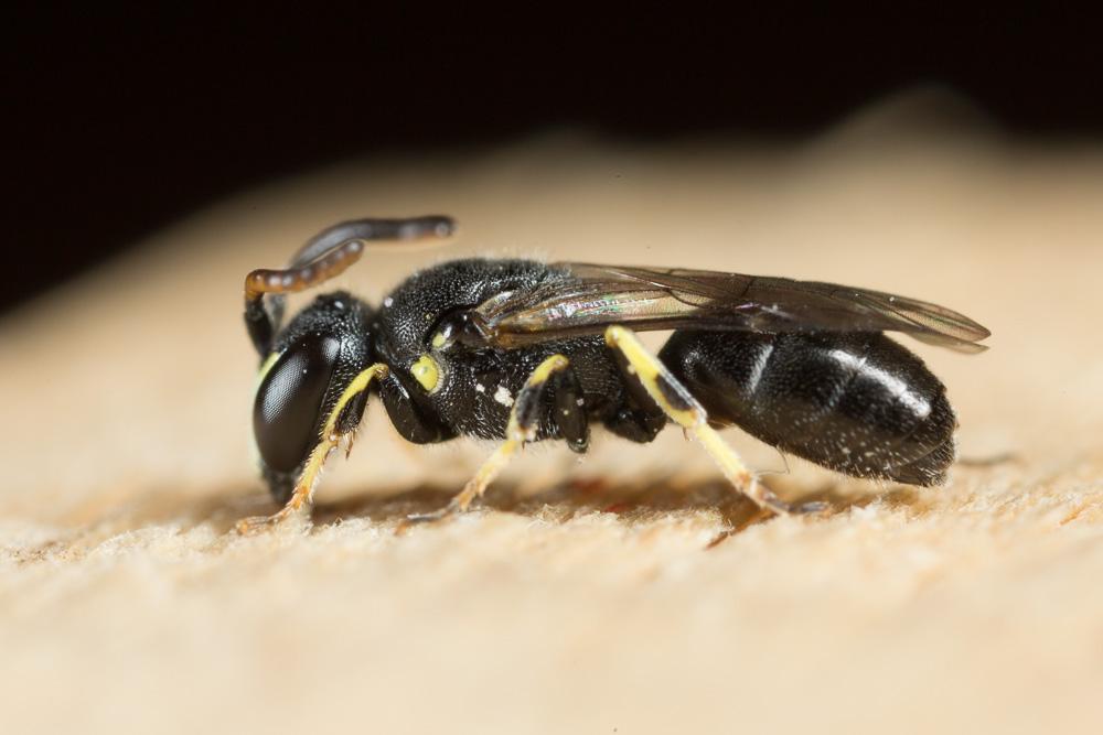  Hylaeus pictipes Nylander, 1852