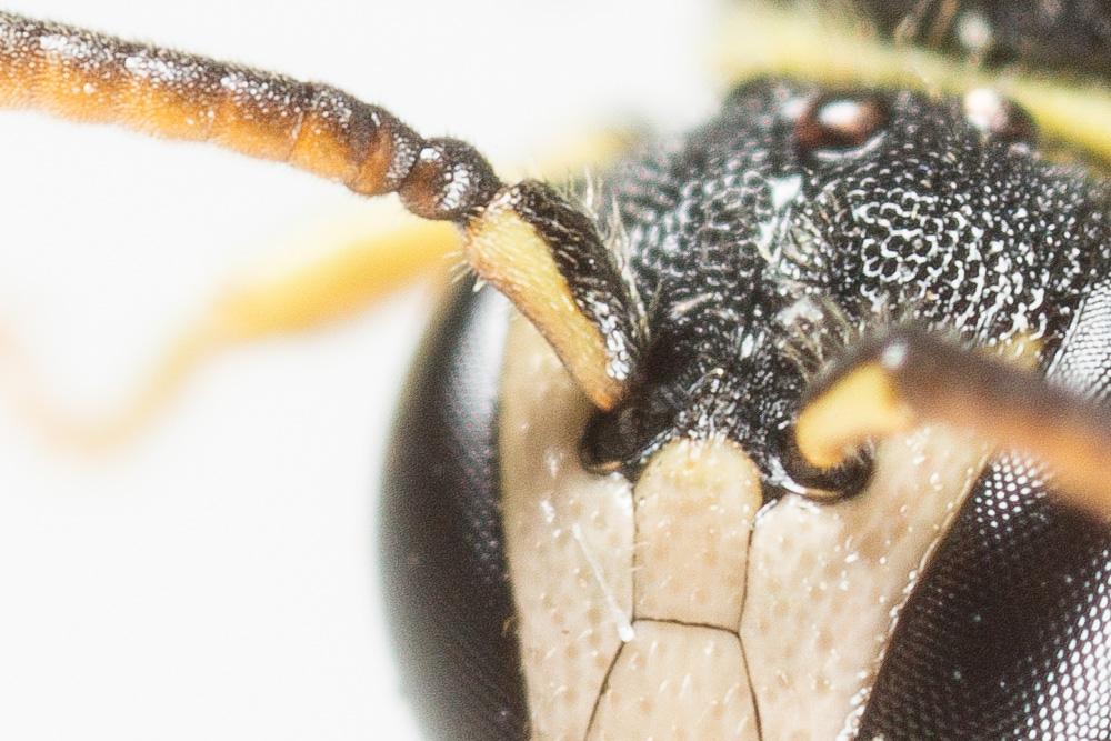  Hylaeus pictipes Nylander, 1852