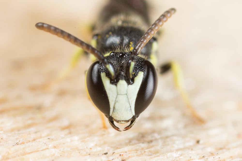  Hylaeus pictipes Nylander, 1852