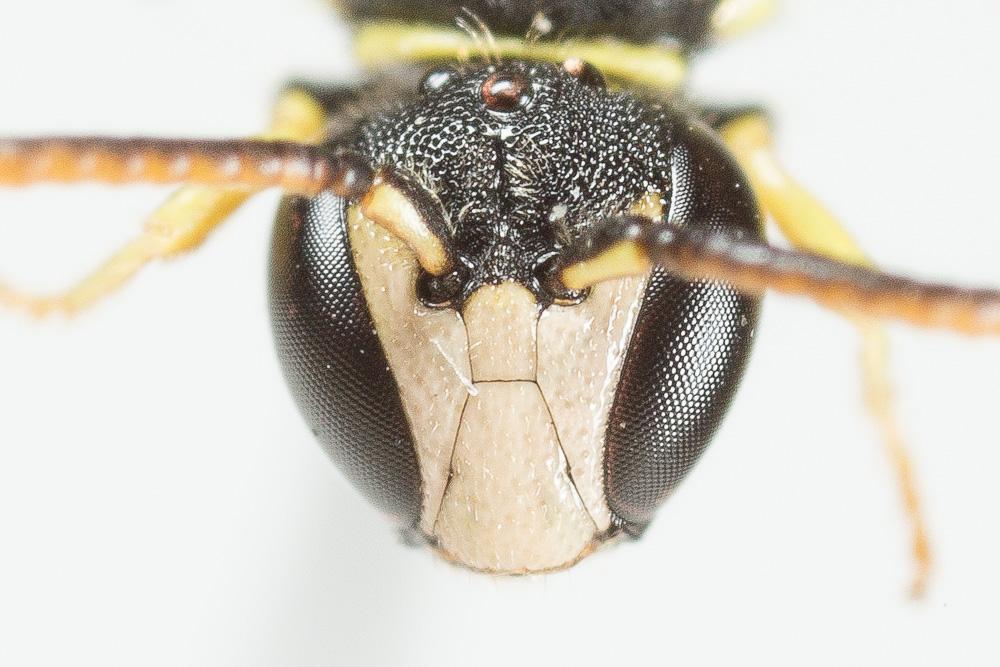Hylaeus pictipes Nylander, 1852