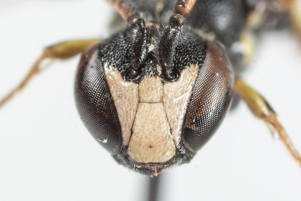  Hylaeus pictipes Nylander, 1852