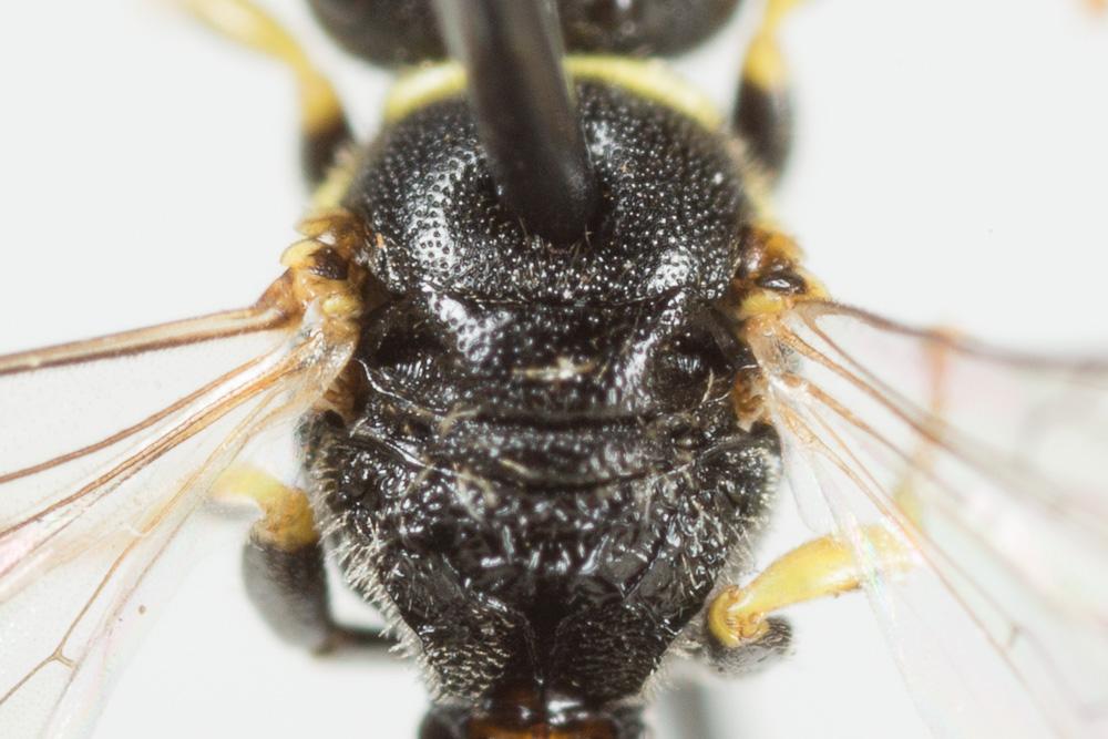 Hylaeus pictipes Nylander, 1852